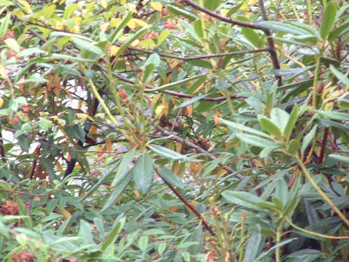 DSCF0602