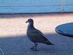 pigeon le long du port