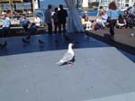 Pigeon Grandville Island