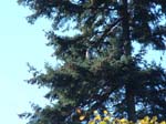 drôle d'oiseau